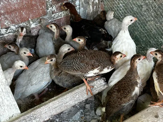 Franguinho galinha da Angola 