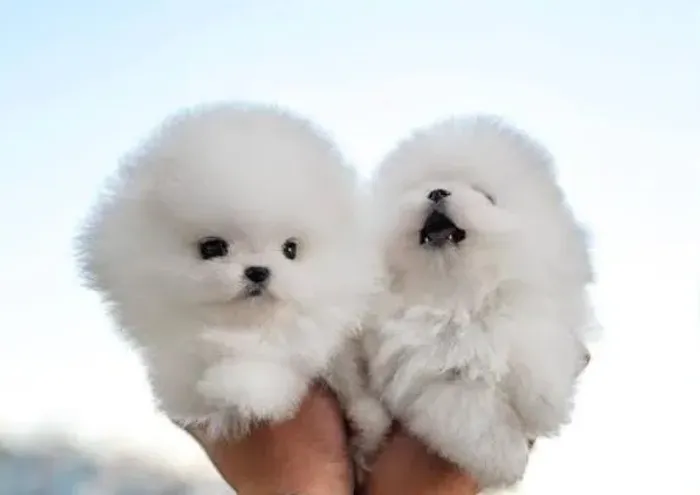 Lulu da Pomerânea Anão Filhotes Raça Lindíssima.
