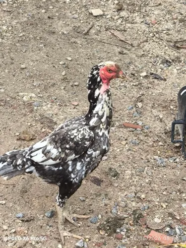 vendo três galinhas de raça