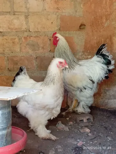 Vendo Casal Brahma