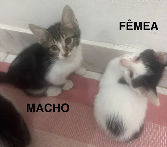 Adoção de gatinhos