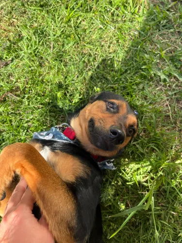 Cãozinho a procura de um lar!