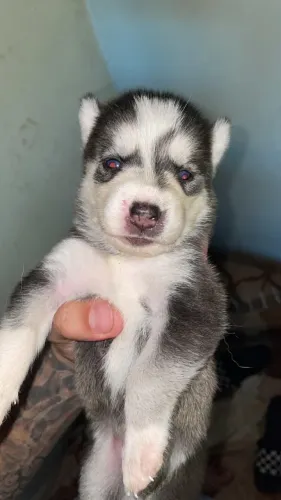 Filhotes de husky siberiano