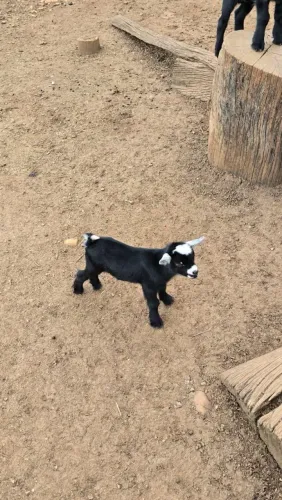 Mini Cabra/ pet do momento