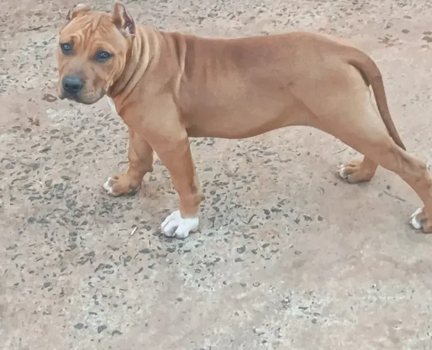 Filhotes de pitmonster com pedigree impecável