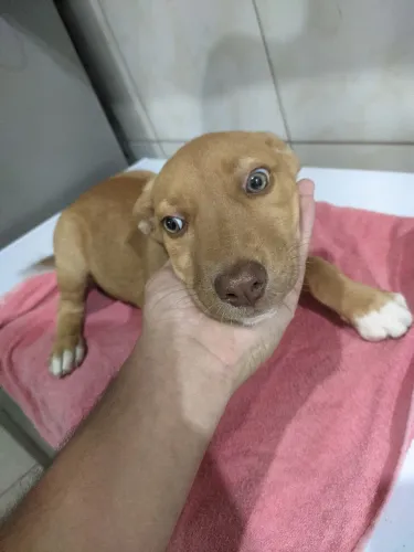 Filhotes Pitbull como Pastor Alemão 