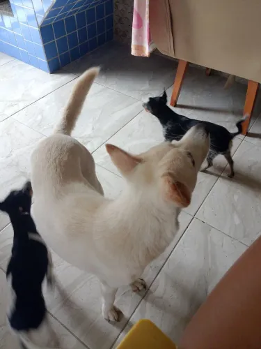 Estou doando uma cachorrinha 