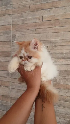 Gatos Persa