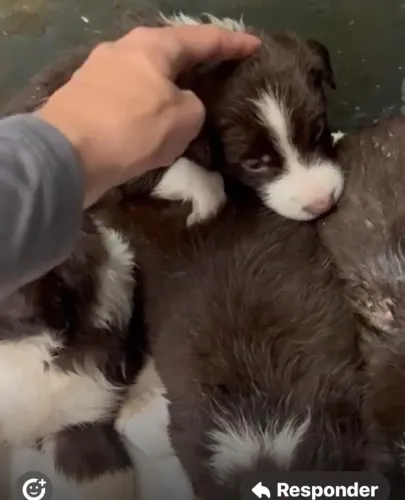 Border collie resistente 