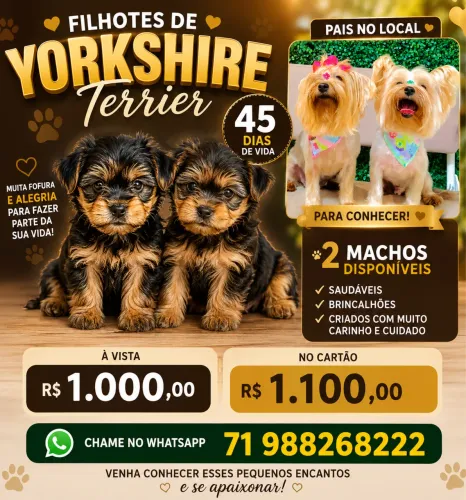 Cachorros