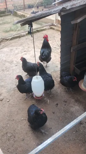 Frangos Gigante negro
