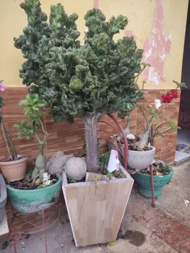 Jardim