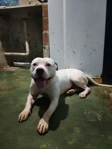 Dogo pity disponível para cobertura