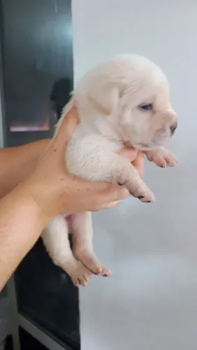 Vende-se filhotes de cão da raça cane corso