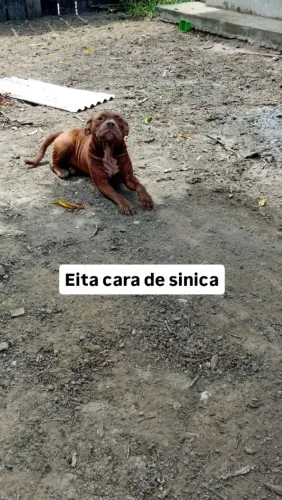 Cachorro Pit mosnt
