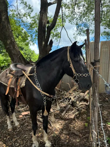 Traia pra cavalo/burro/mula