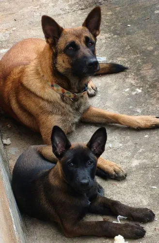 Pastor Belga de Malinois