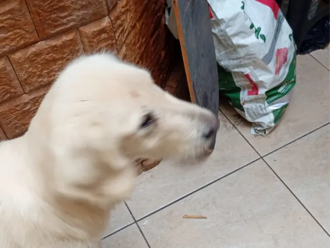 Doação de cães 