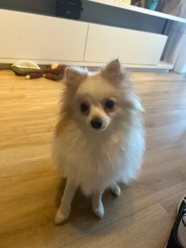 Lulu da pomeranea