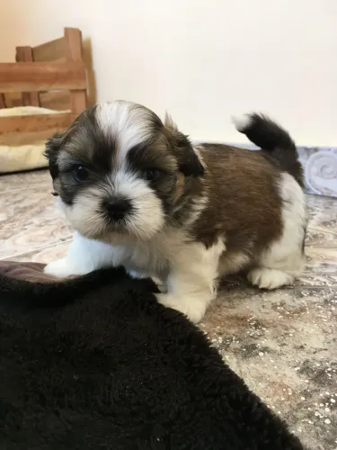 Benzinho lhasa apso macho parcelamos para você!