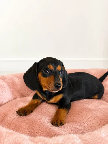 Filhotes de Dachshund