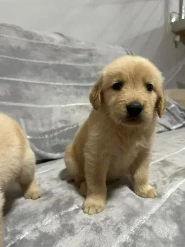 ? DOAÇÃO - ÚLTIMO FILHOTE DE GOLDEN RETRIEVER! ?