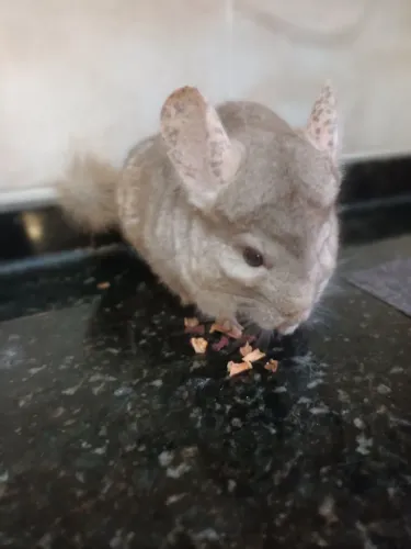Chinchila Macho Bege -  