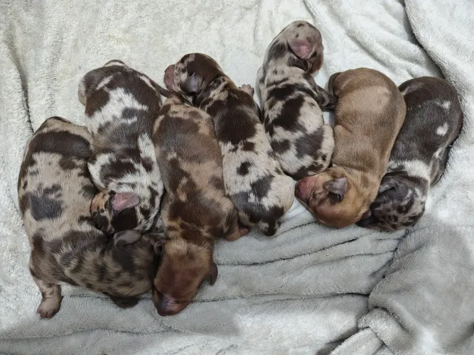 Daschund, teckel ( salsicha) alerquim chocolate pelagem longa e curta....