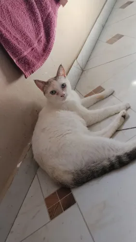 Adoção gatos