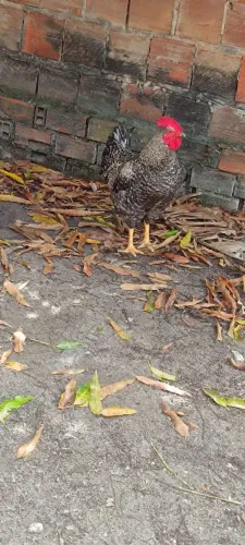 frango