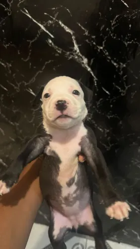 Filhote de pitbull