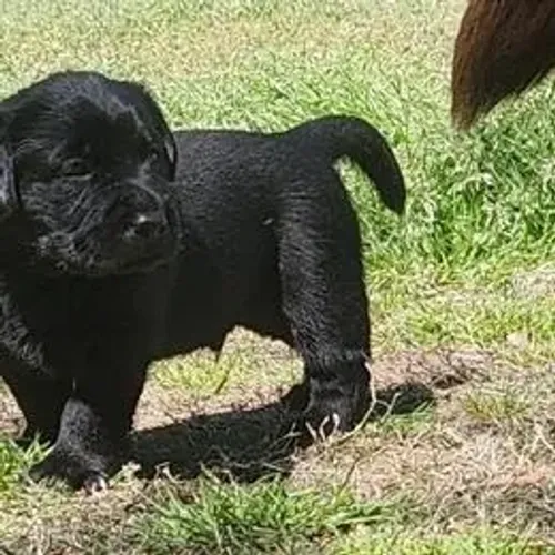 Labrador Retriever,Labrador Retriever Filhote Vacinado e Vermifugado