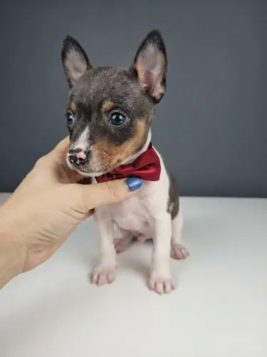 Pinscher Menino Lindo e Cheio de Ternura