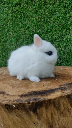 Netherland dwarf linhagem importada "anão" 
