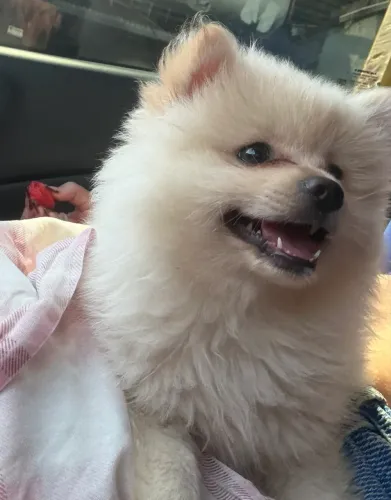 Lulu da pomerania macho