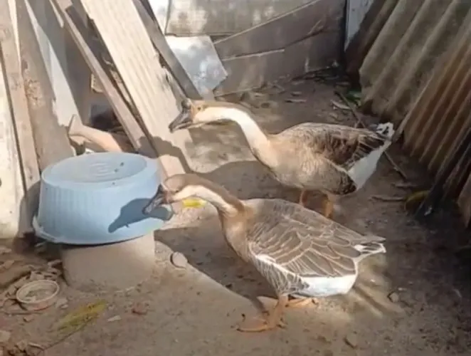 Casal de ganso