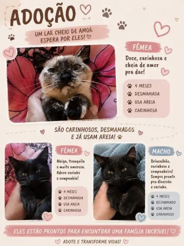 Doação de gatinhos