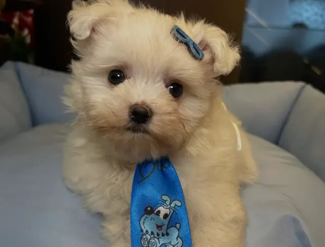 Adoção Maltês 4 meses .
