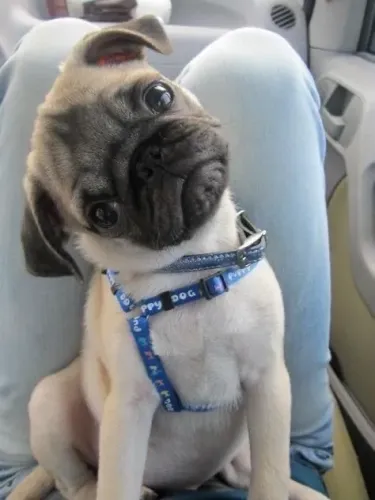 Pug - Um Novo Capítulo Começa Com Um Filhote