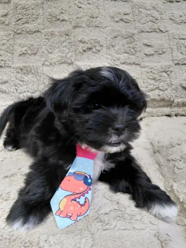 Lhasa Apso (1 fêmea e 2 machos)