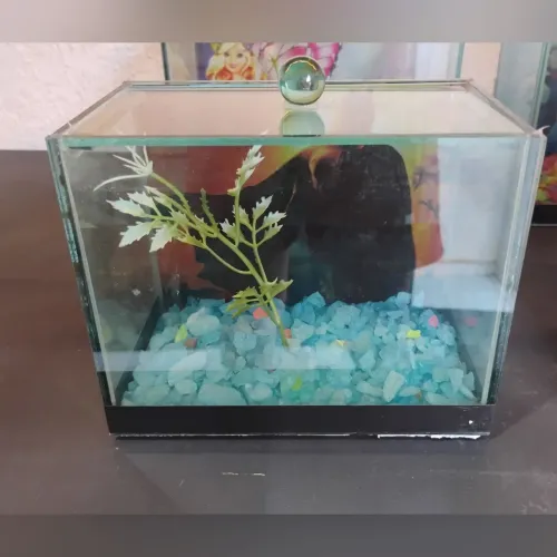 Aquário de Vidro 16x9x13 cm com Tampa - Compacto e Elegante