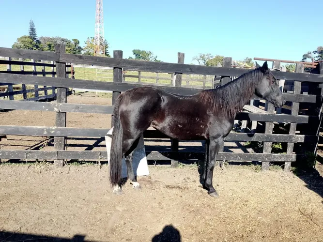 Cavalo