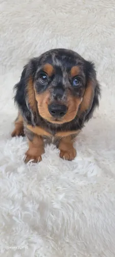 Dachshund Macho Pelo Longo