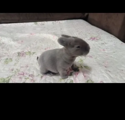 Mini coelhos