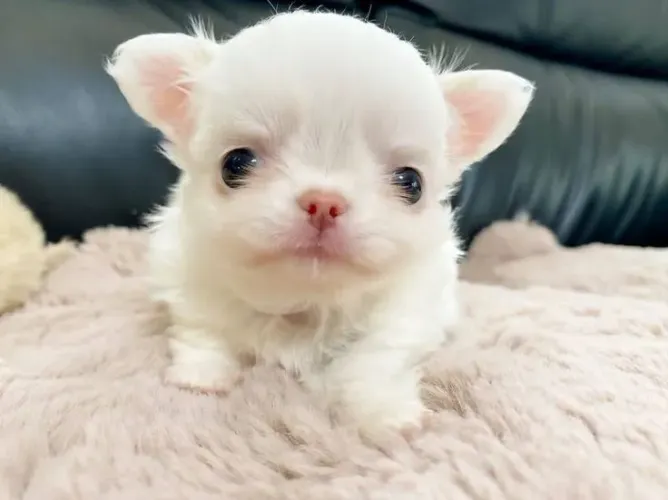 Chihuahua Mini