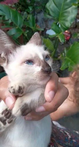 Gatinhos para doação