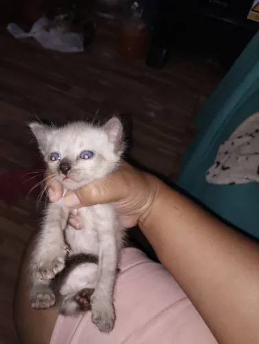 Gatinho macho para doação