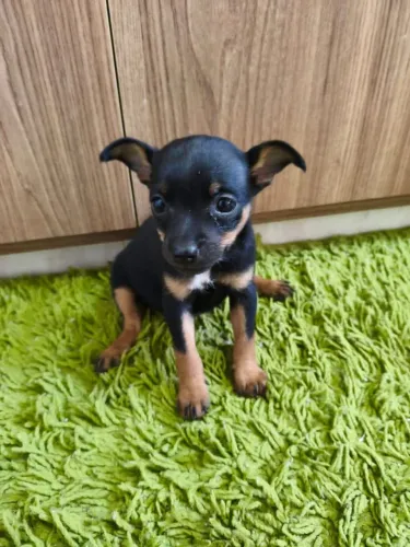 Mini pinscher