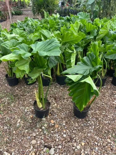 Plantas em geral
