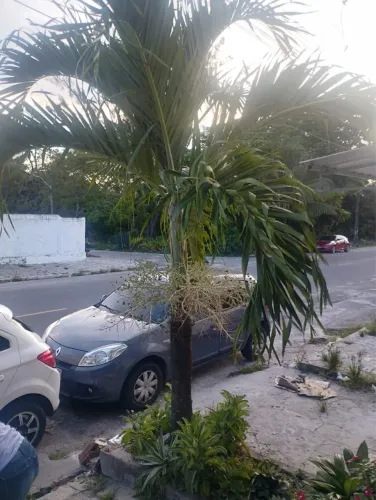 Palmeira -Planta para decoração 